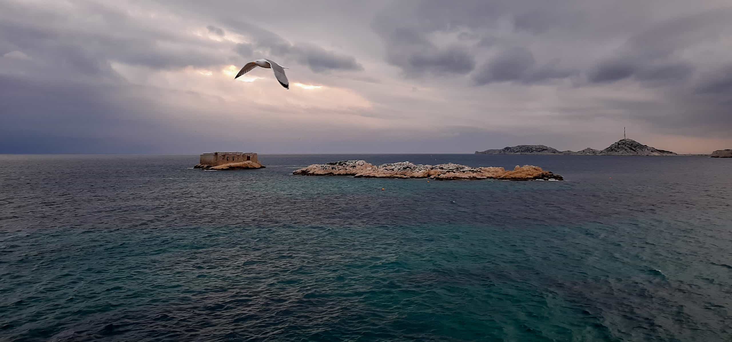 Goeland volant dans la baie de Marseille Photo Bernard Tarrius
