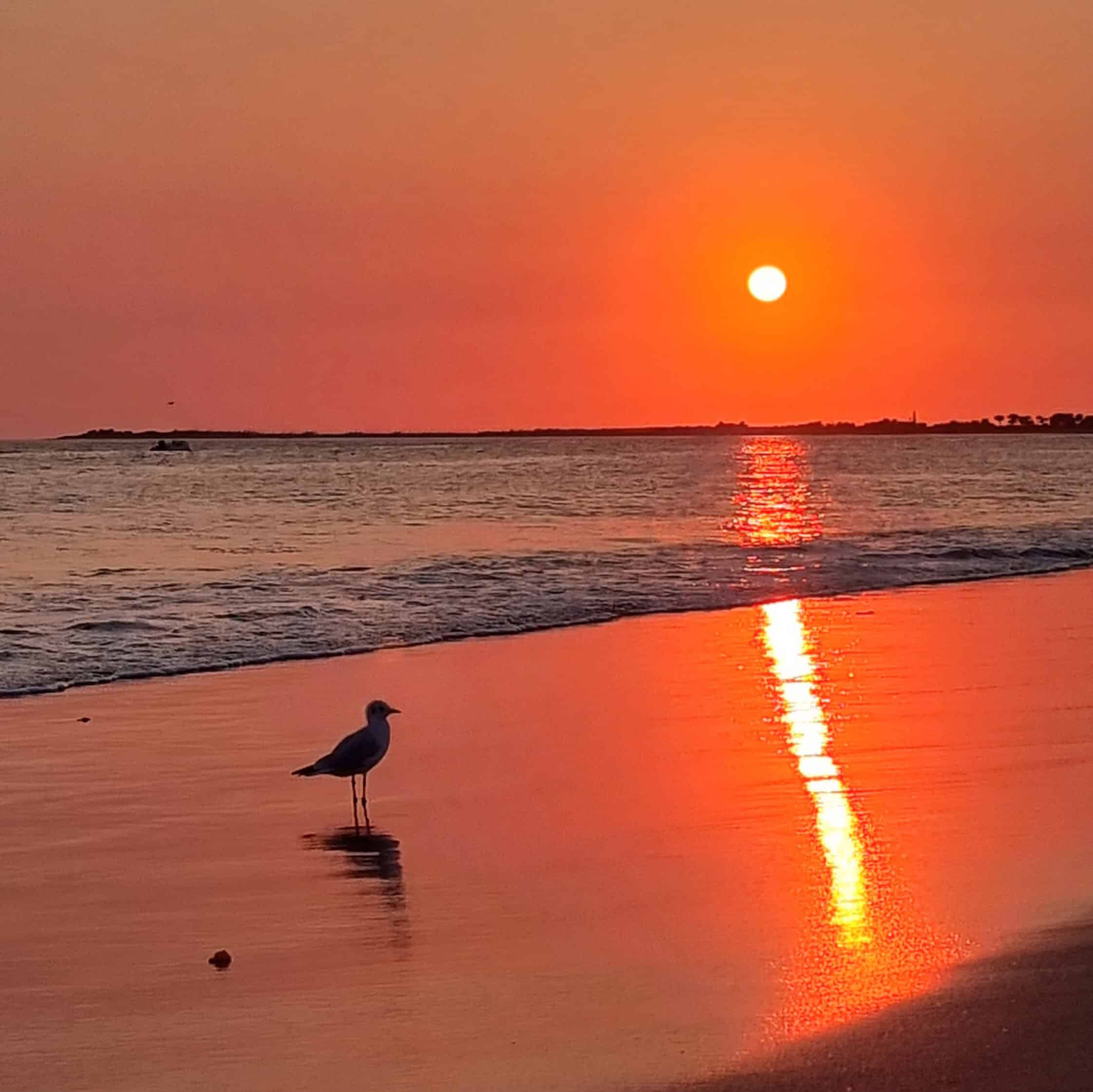 Plage La Couarde sur Mer - Mouette et couchant